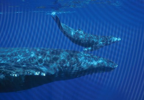 Whales are particularly susceptible to disorientation as the result of the acoustic degradation that is occurring largely as a result of increased shipping traffic.